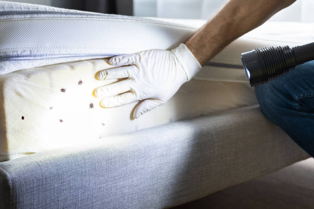 Best Pest Control for Restaurants  in Clare, MI