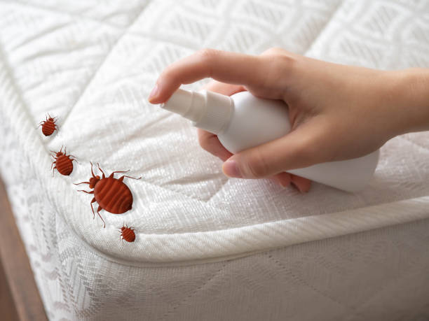 Best Local Pest Control Services  in Clare, MI