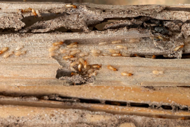 Best Flea Control Services  in Clare, MI